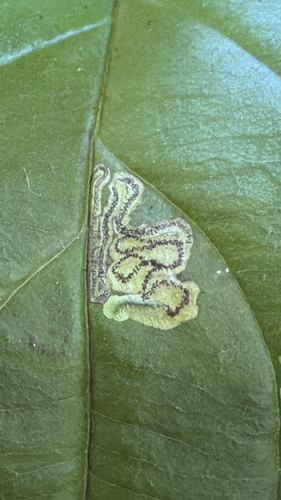 Stigmella rhamnicola photo 5