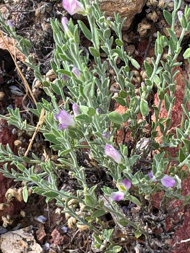 Glandleaf Milkwort