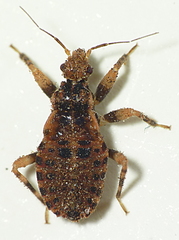 Reduviinae