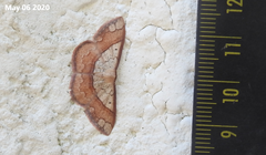 Pylargosceles steganioides