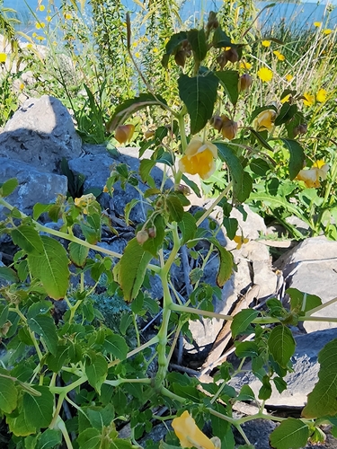 common jewelweed