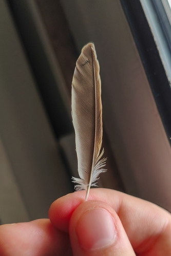 Plume de Moineau domestique