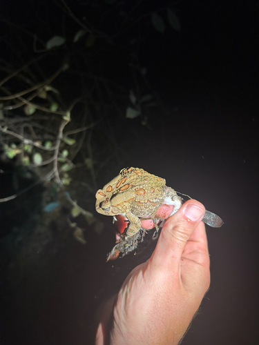 Garman's Toad