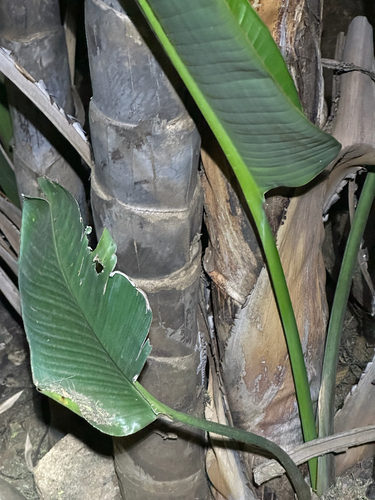 Tropical House Gecko