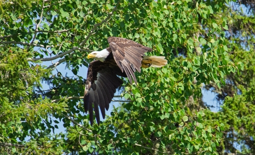 Bald Eagle