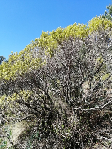 Image of Baccharis conferta by no rights reserved