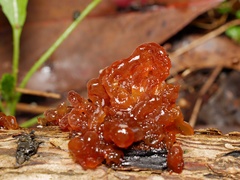 Phaeotremella fimbriata