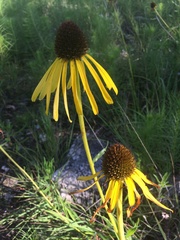Echinacea paradoxa