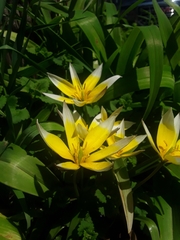 Tulipa urumiensis