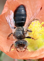 Calliopsis subalpina