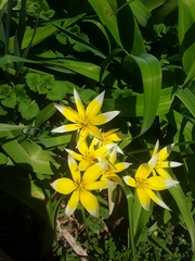 Tulipa urumiensis
