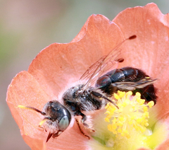 Calliopsis subalpina
