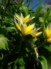 Tulipa urumiensis
