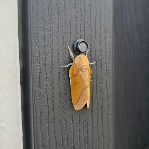 Honey Locust Moth