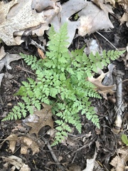 Cystopteris tenuis