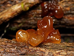 Phaeotremella fimbriata