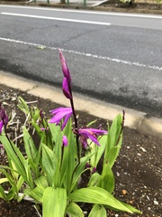 Bletilla striata