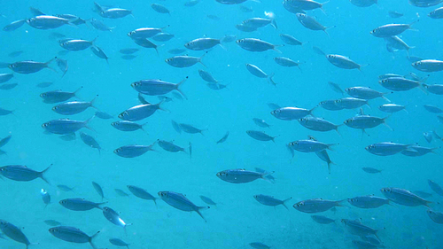 Castelnau's herring (Herklotsichthys castelnaui) — Clupeidae — 4