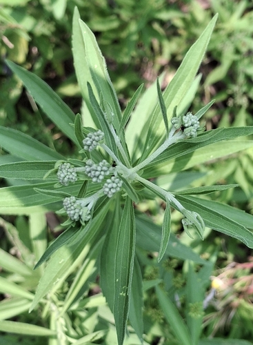 tall boneset