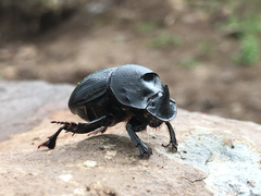 Copris hispanus cavolinii