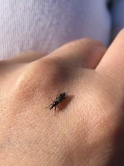 Dilophus strigilatus