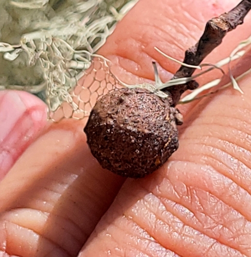 iNaturalist observation photo of Oak Gall Wasps