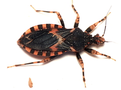 Sphedanocoris sabulosus