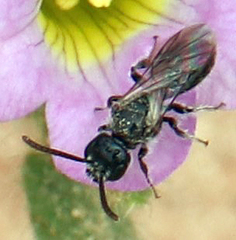 Sphecodosoma pratti