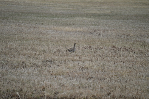 Sharp-tailed Grouse
