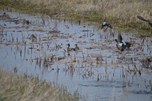 Blue-winged Teal