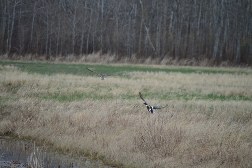 Northern Shoveler