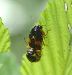 Griburius scutellaris