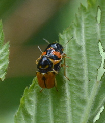 Griburius scutellaris