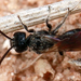 Sphecodosoma - Photo (c) Catherine C. Galley, alguns direitos reservados (CC BY-NC), uploaded by Catherine C. Galley