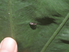Dypsocus