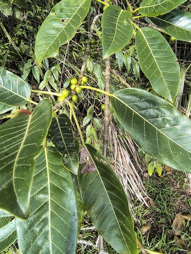 Ficus luschnathiana