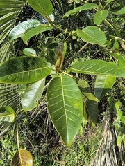 (c) Lorella, some rights reserved (CC BY-SA) Ficus luschnathiana, photograph (c) Lorella, some rights reserved (CC BY-SA)