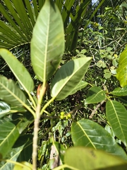 (c) Lorella, some rights reserved (CC BY-SA) Ficus luschnathiana, photograph (c) Lorella, some rights reserved (CC BY-SA)