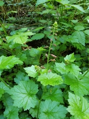 William Kimzey, CC BY, iNaturalist via GBIF Tolmiea menziesii, photograph William Kimzey, CC BY, iNaturalist via GBIF