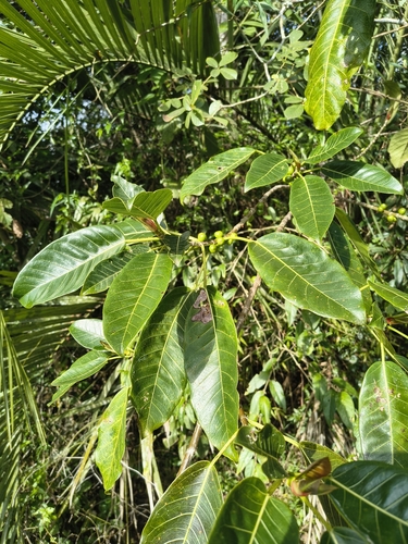 Ficus luschnathiana, photograph 4
