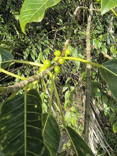 Ficus luschnathiana, photograph 5