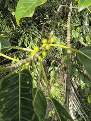 (c) Lorella, some rights reserved (CC BY-SA) Ficus luschnathiana, photograph (c) Lorella, some rights reserved (CC BY-SA)
