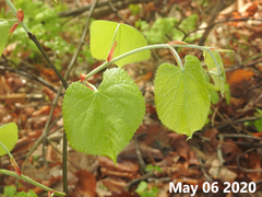 Tilia mandshurica