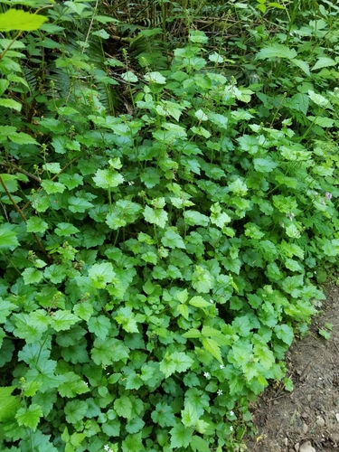 Tolmiea menziesii, photograph 4