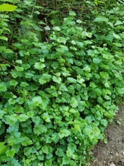 William Kimzey, CC BY, iNaturalist via GBIF Tolmiea menziesii, photograph William Kimzey, CC BY, iNaturalist via GBIF