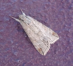 Melipotis acontioides