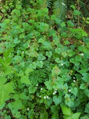 William Kimzey, CC BY, iNaturalist via GBIF Tolmiea menziesii, photograph William Kimzey, CC BY, iNaturalist via GBIF