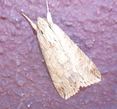 Melipotis acontioides