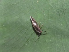 Dypsocus