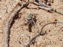 Aphoebantus